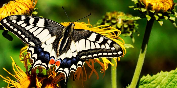 the mariposario