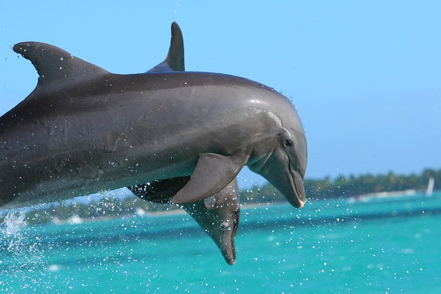 dolphin, punta cana, caribbean
