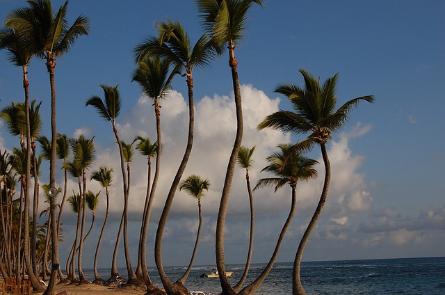 punta cana, caribbean, palms